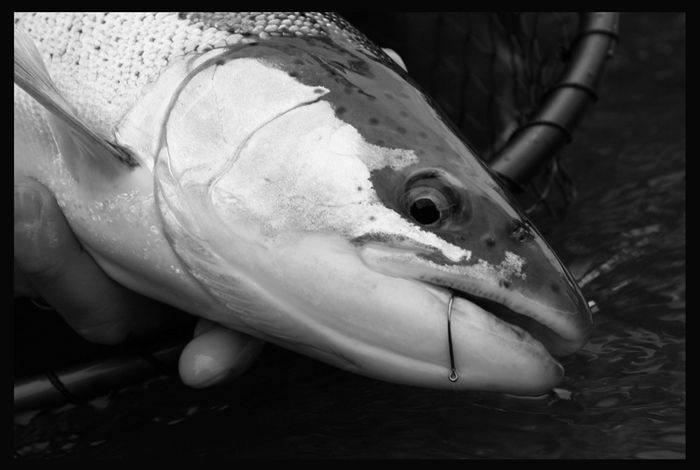Sink Tips Winter Steelhead